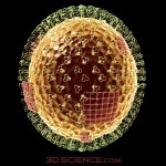 Influenza virus