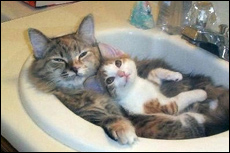 Photo: Two cats in a sink.