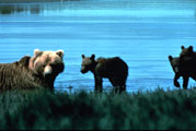 Brown bears