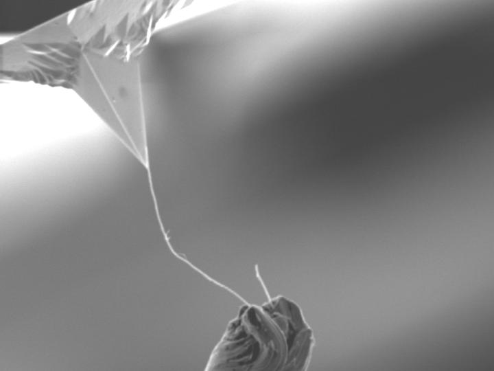 SEM image of C nanotube attached to AFM tip