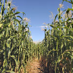 The Maize Maze opens August 30th