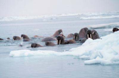 NOAA Arctic Ecosystem Research