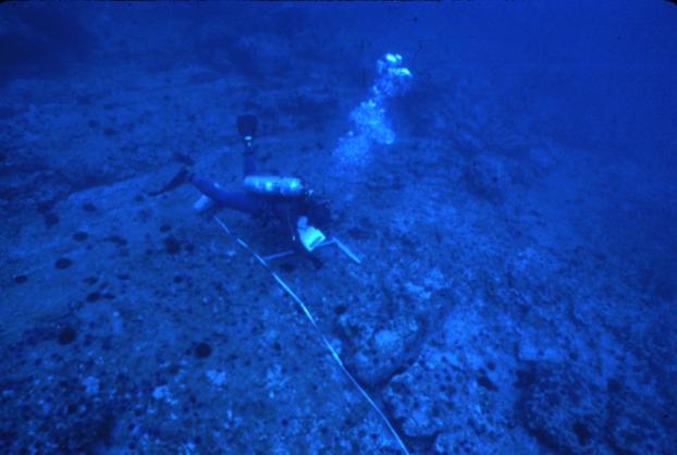 diving transects