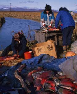 Photo of the Yup'ik and Cup'ik fishing and preparing fish which are traditional practices