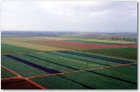 aerial view of an agricultural field