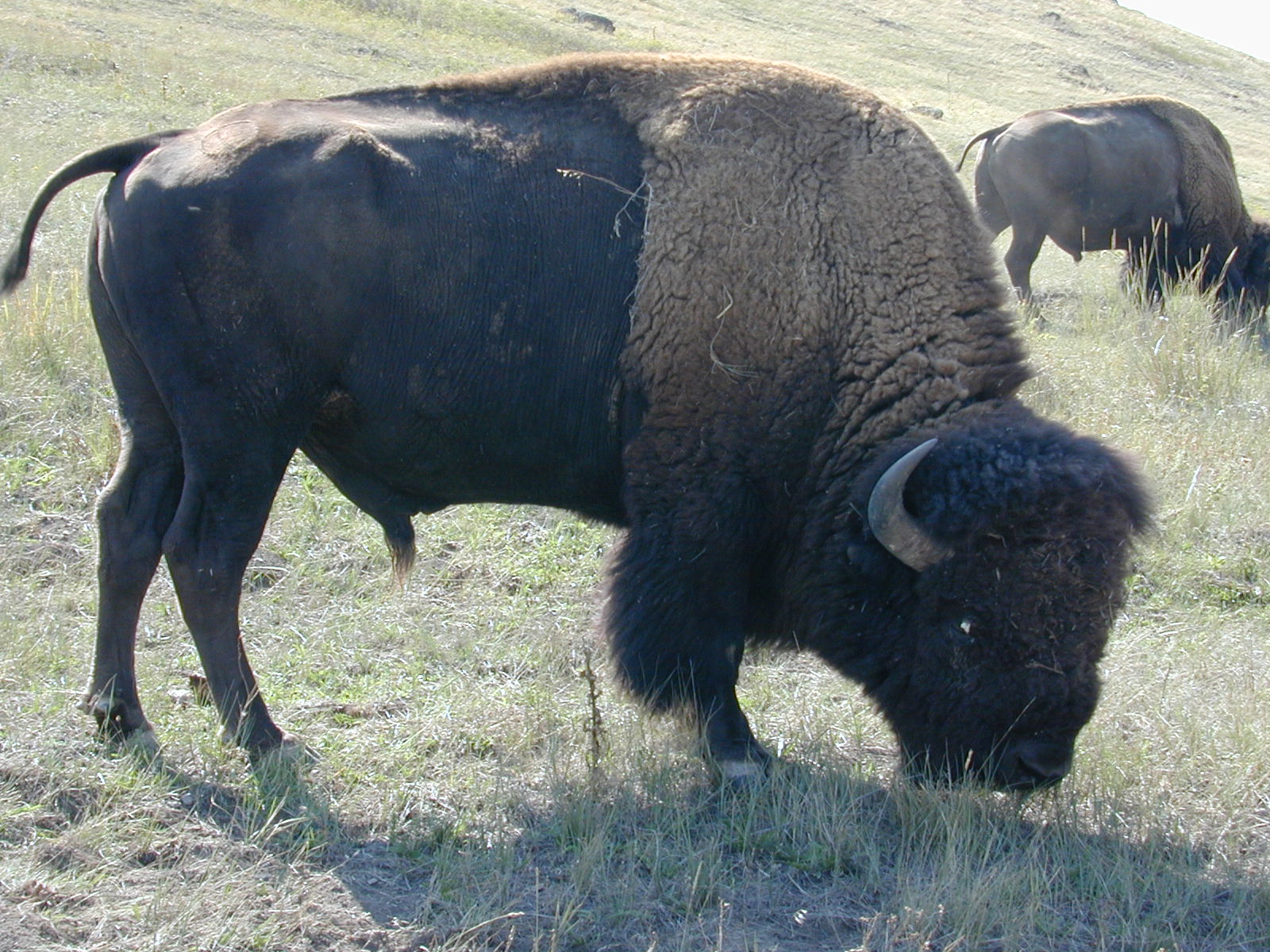 bison grazing