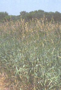 reed canary grass (Phalaris arundinacea)