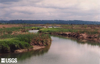 Tidal channels in the estuarine emergent marsh provide food and habitat for juvenile chinook salmon.