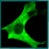 Cell and Tissue Measurements