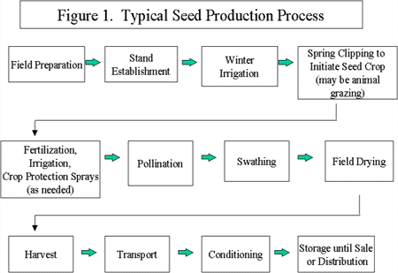 figure 1. typical seed production
process