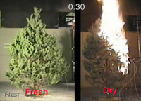 Holiday Fire Safety: Trees that have been watered properly are harder to ignite than dry trees.
