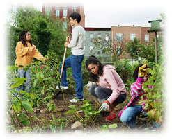 Photograph of a group of people working in a community garden near some apartment buildings.