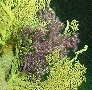 Purple coral.