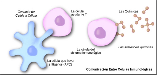 celula ayudante T hace contacto con una celula conantigen. La celula T suelta señales químicas