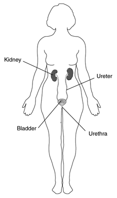 Diagram of the urinary system