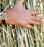 A hand holds back a clump of switchgrass