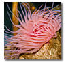 Sea anemone