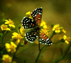 Lange's metalmark butterfly 