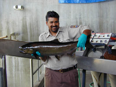 Photo of a USFWS Employee holding an adult Chinook Salmon