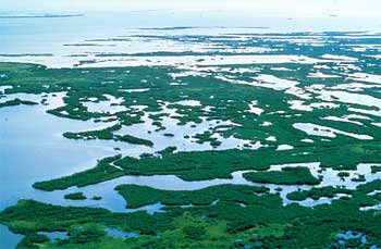 Florida coastal mangrove marsh