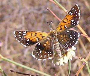 Lange's Metalmark butterfly on flower.  Credit: David Kelly, U.S. Fish and Widlife Service.