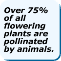 Over 75% of all flowering plants are pollinated by animals.