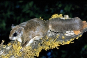 West Virgina Northern flying squirrel. Credit: US Army Corps of Enginers