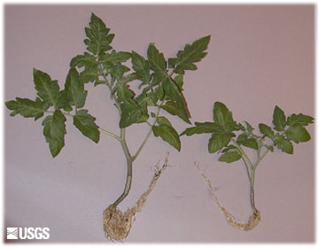 Image of growth enhancements in tomato plants 