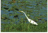 A photo of a white stork wading in water covered by lily pads and tall grass.