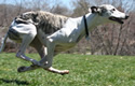 Photo of Whippet