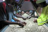 Sorting Coffee Beans at Gumutindo Coffee Co-operative Enterprise Ltd Project in Uganda