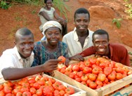 Afrique Link, an ADF grantee based in Wenchi, Ghana, is providing hundreds of family farms with a steady buyer for their produce and opportunities to increase their income.