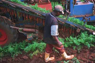 Photograph of worker on model produce farm