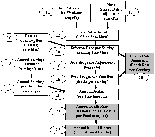 Figure A3-2: Flowchart showing steps 11 - 22 in risk assessment model, described in: "Description of Calculations for Each Step in the Model."