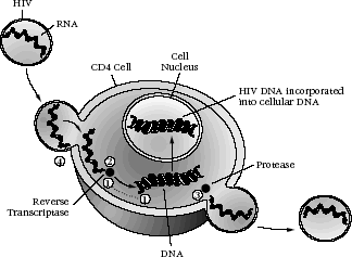 Figure 4-4: Sites of Action of Antiretroviral Agents. A diagram of a CD4 cell with the cell nucleus and DNA within, and showing the steps of infection by HIV with numbers to mark where in the process antiretroviral agents act. HIV merges with the CD4 cell (#4) and releases HIV RNA. The HIV RNA is coded into DNA by reverse transcriptase (#1 and #2), the HIV DNA then is incorporated into the CD4 cell’s DNA(#1). This leads to the production of HIV proteins and structures, which create a new separate HIV through the action of Protease and viral protein cleavage (#3).