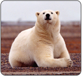 Polar bear resting, yet alert. [Photo Credit: Susanne Miller,USFWS]