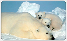Polar bear female and cubs. [Photo Credit: Steven Amstrup,  USGS]