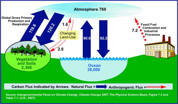 Figure 2 shows a good illustration of the global carbon cycle. For more information, contact the National Energy Information Center at 202.586.8800.
			  