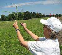 Argonne ecologist Julie Jastrow examines stems of Indiangrass and big bluestem grass
