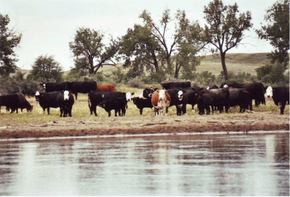 Cattle Drinking from Missouri River, near Williston, North Dakota.