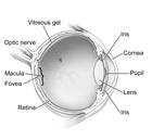 Photo of eye anatomy - Click to enlarge in new window.