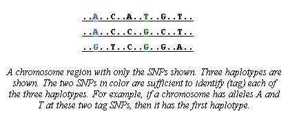 Four chromosome regions showing only SNPs