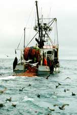 Trawler with net of Pacific Ocean Perch