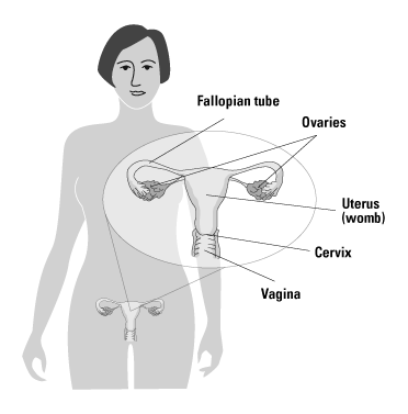 illustration of the reproductive system