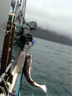 commercial fisherman with halibut