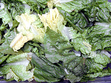 Photo: Caesar Salad Lettuce