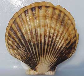 weathervane scallop shell