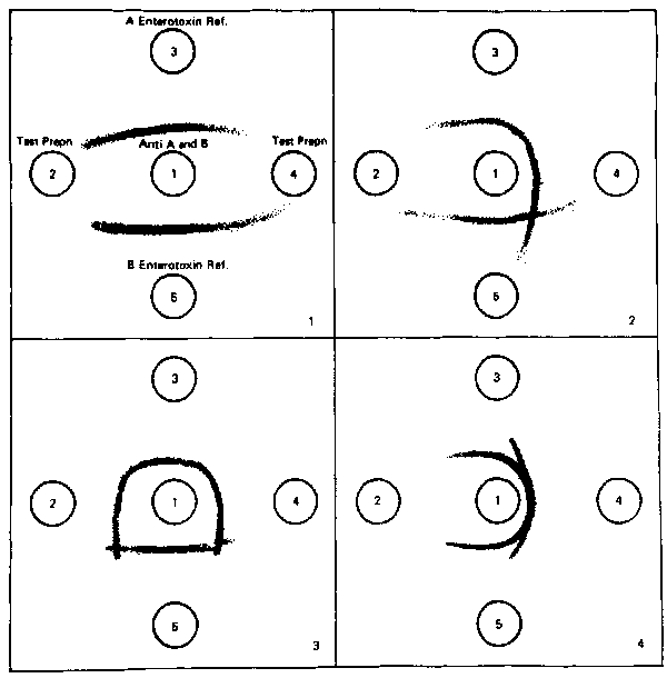 Fig. 4.
Microslide gel diffusion test as bivalent detection system.