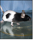 Photo of a laboratory mouse