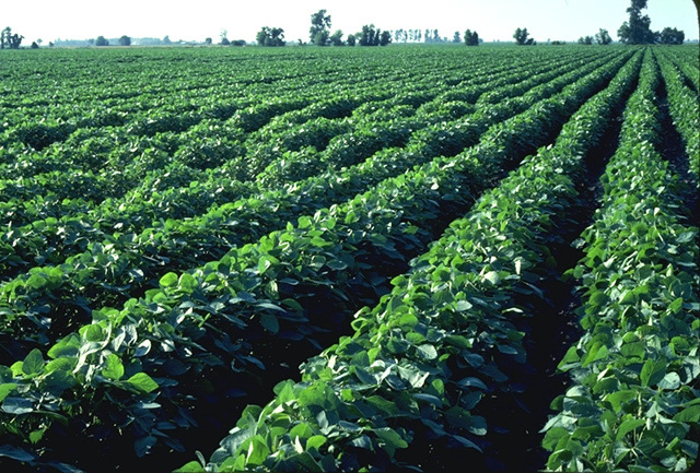 Soybean field (USDA photo by Dave Warren)